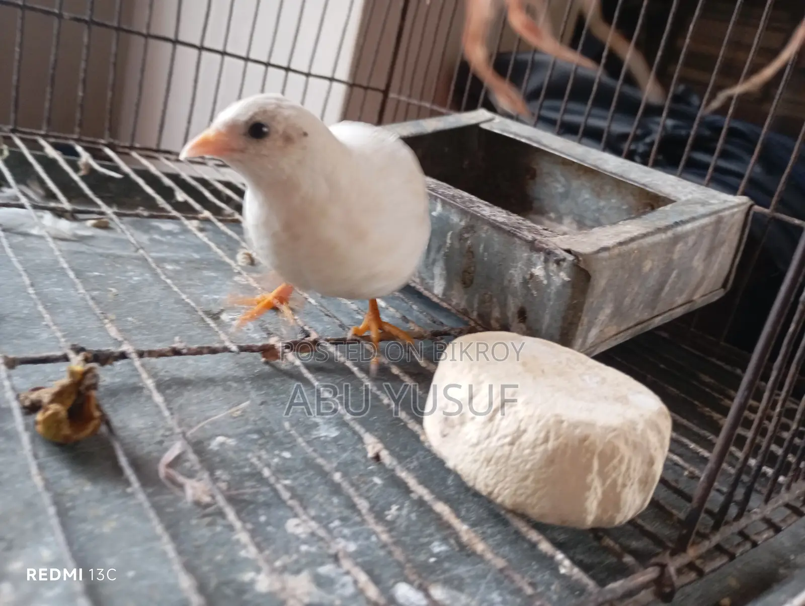 Running White Male King Quail