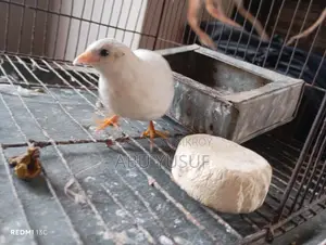 Running White Male King Quail