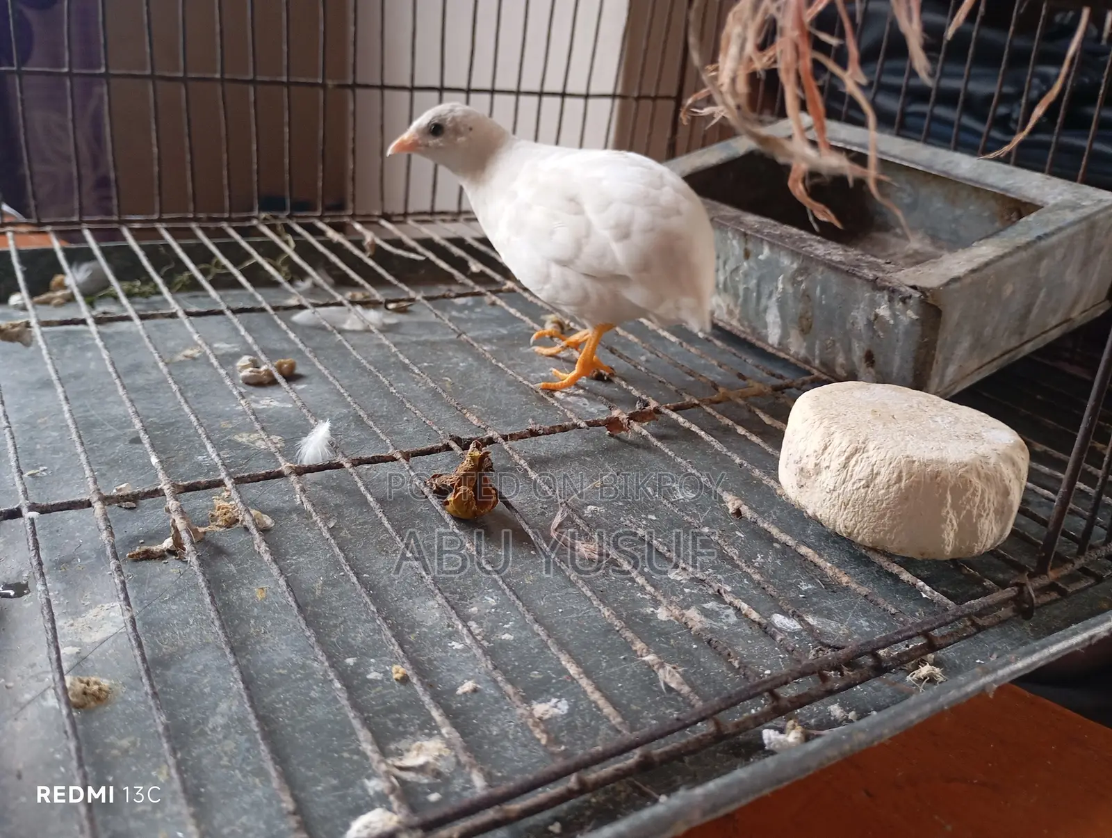 Running White Male King Quail