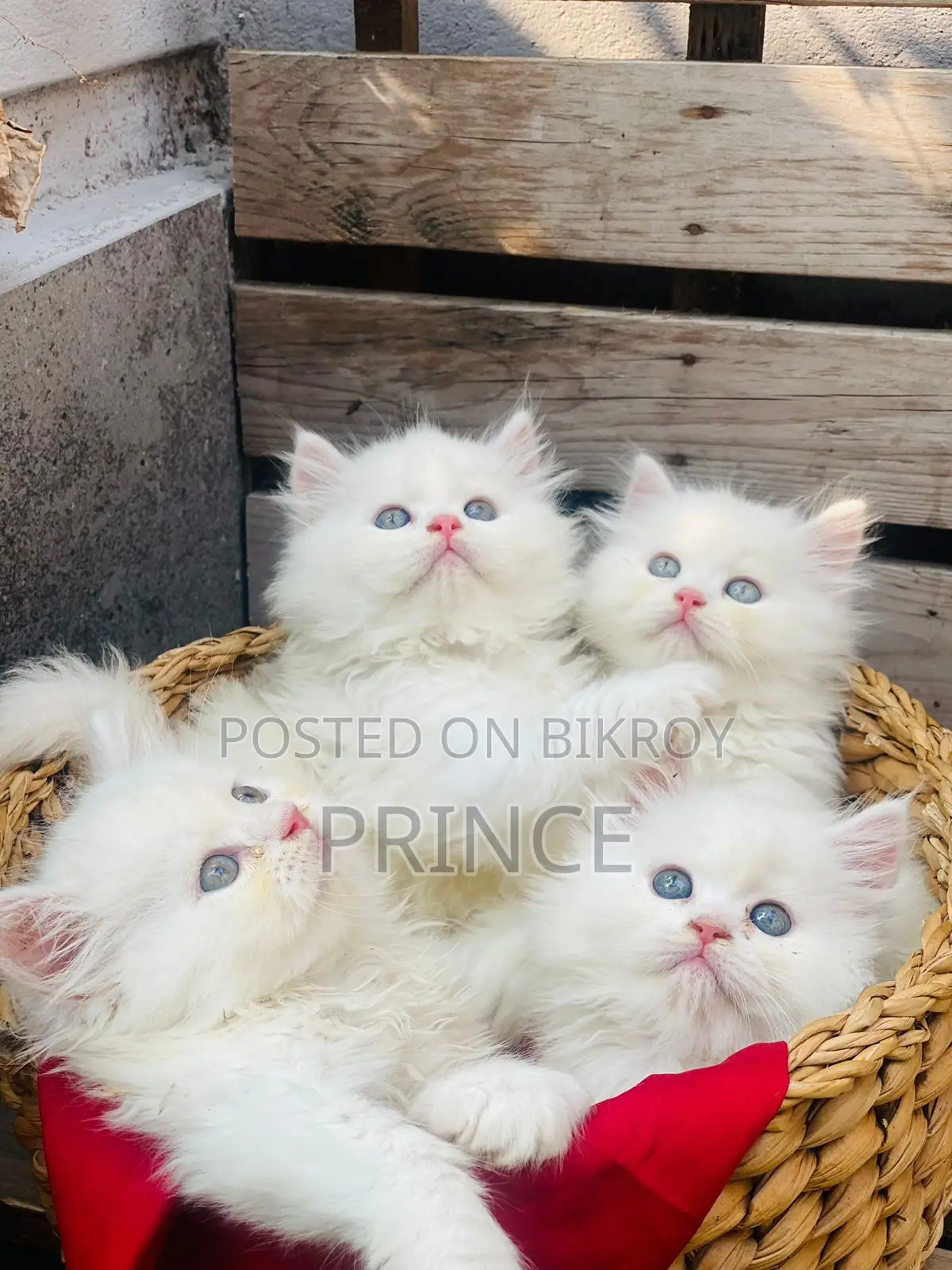 1-3 Months Female Purebred Persian