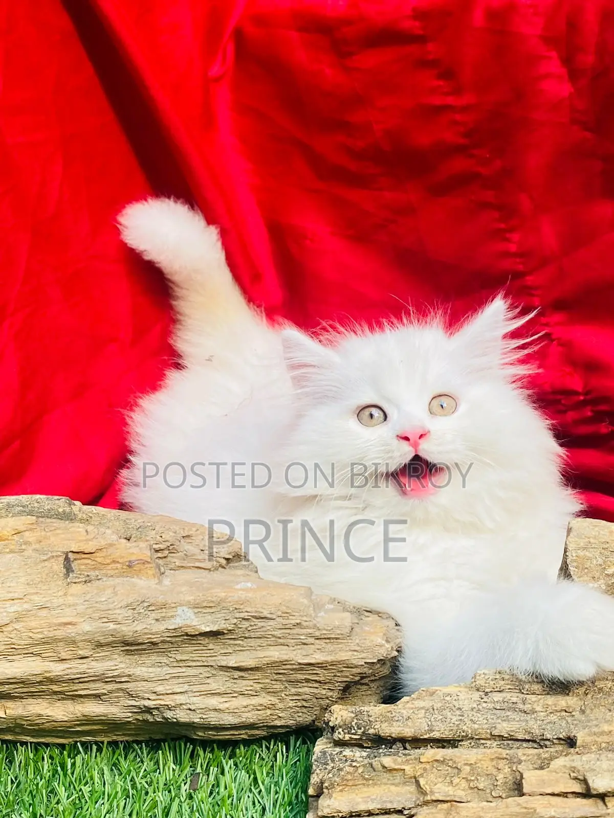 1-3 Months Female Purebred Persian