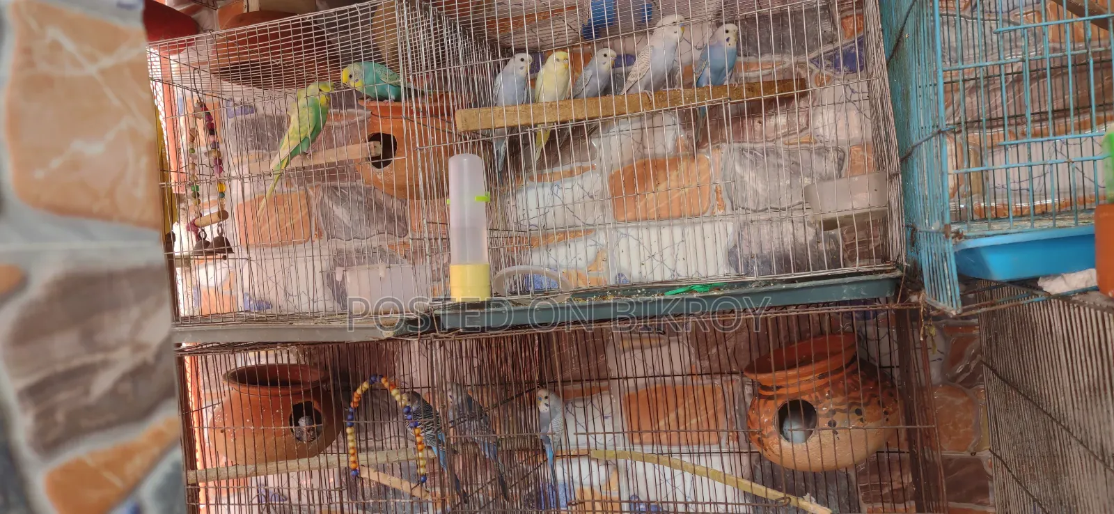 Budgerigar birds with eggs and chicks, Japanese pairs also available