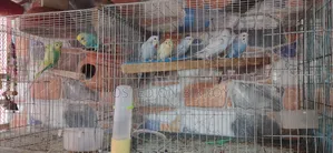 Budgerigar birds with eggs and chicks, Japanese pairs also available