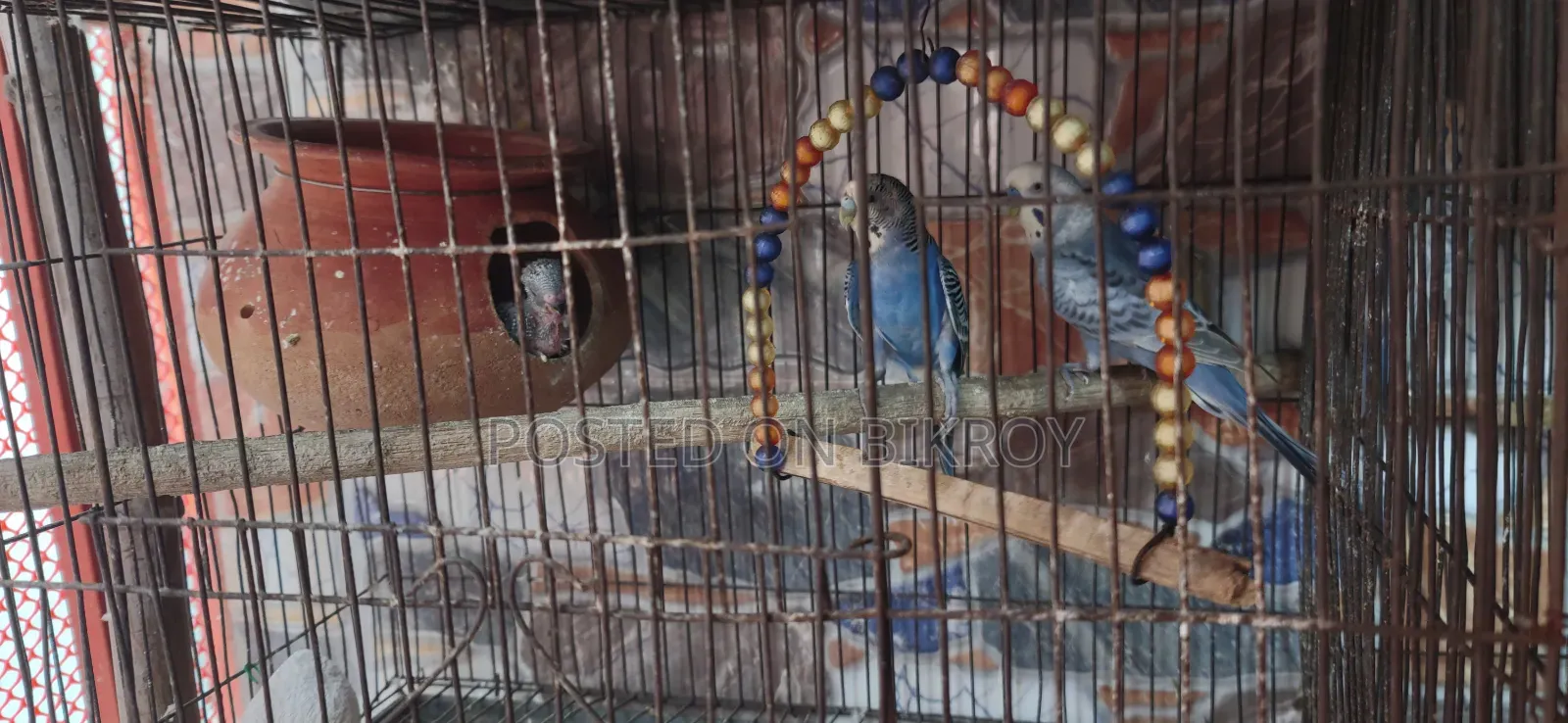 Budgerigar birds with eggs and chicks, Japanese pairs also available