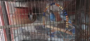 Budgerigar birds with eggs and chicks, Japanese pairs also available