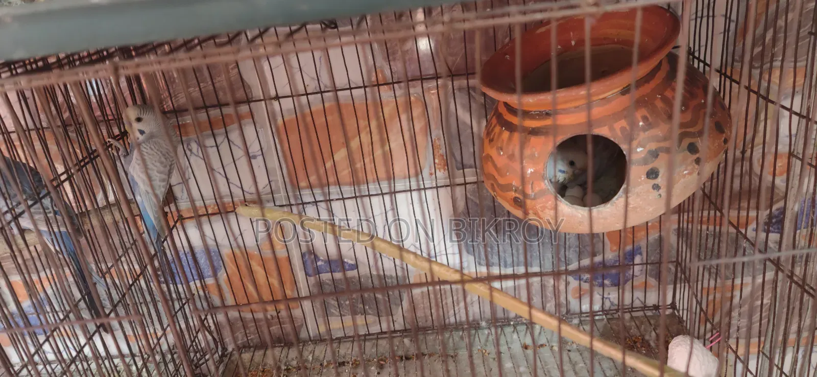 Budgerigar birds with eggs and chicks, Japanese pairs also available