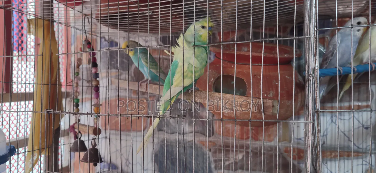 Budgerigar birds with eggs and chicks, Japanese pairs also available