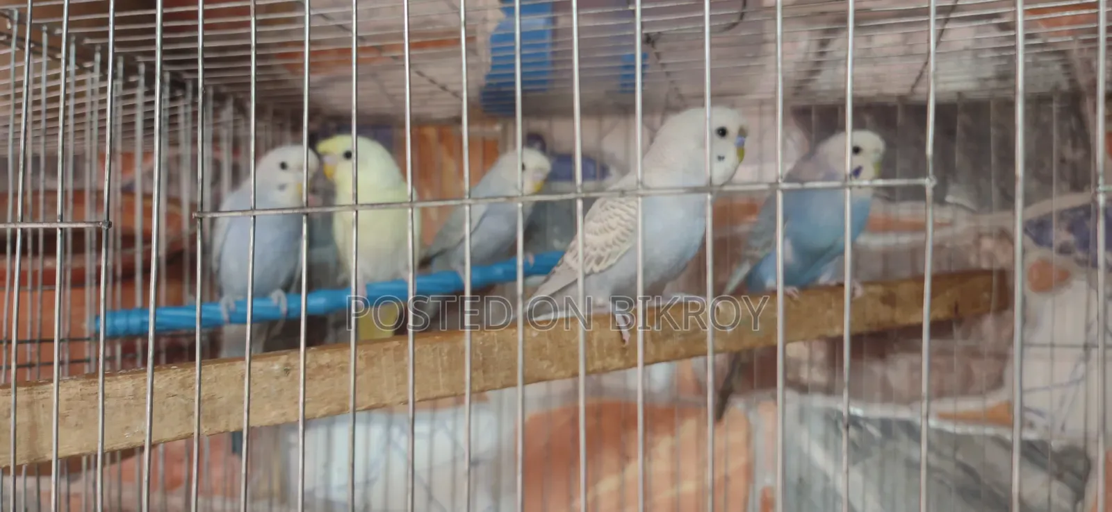 Budgerigar birds with eggs and chicks, Japanese pairs also available