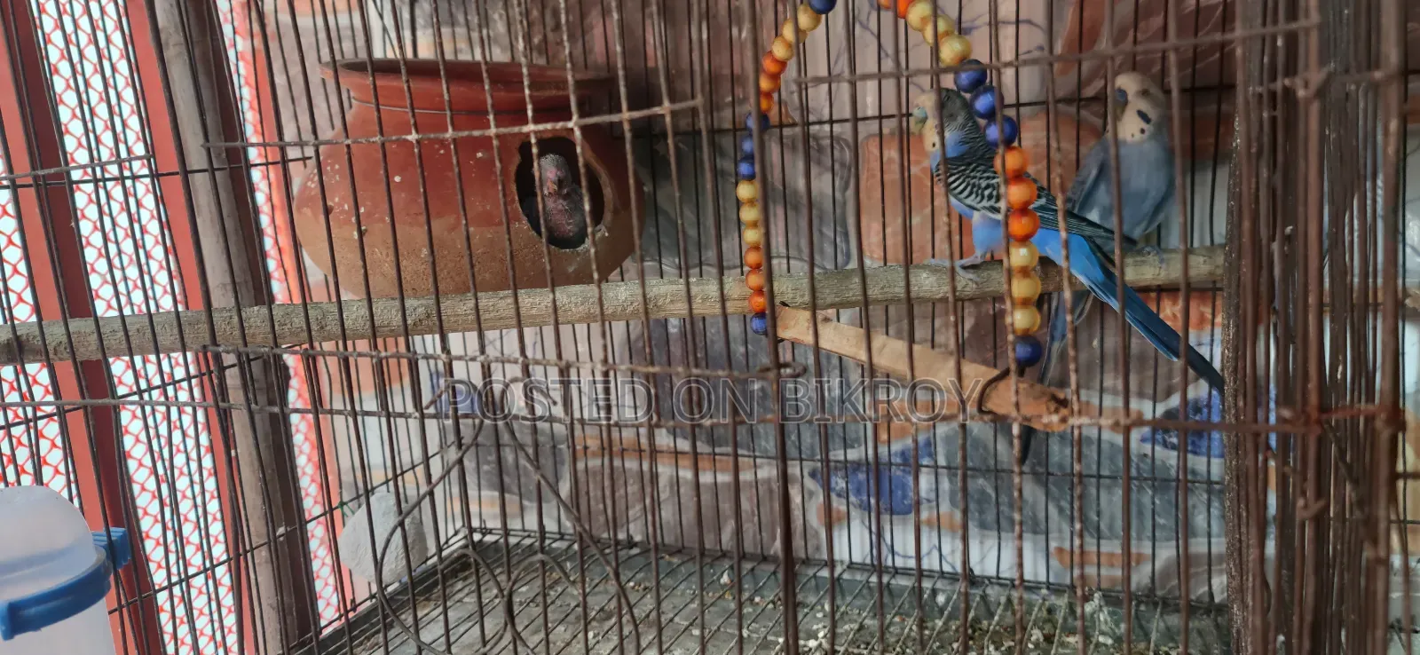 Budgerigar birds with eggs and chicks, Japanese pairs also available