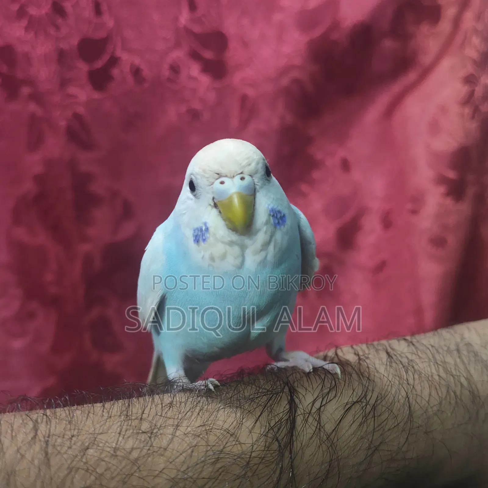 Budgerigar Bird Male
