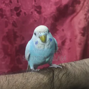 Budgerigar Bird Male