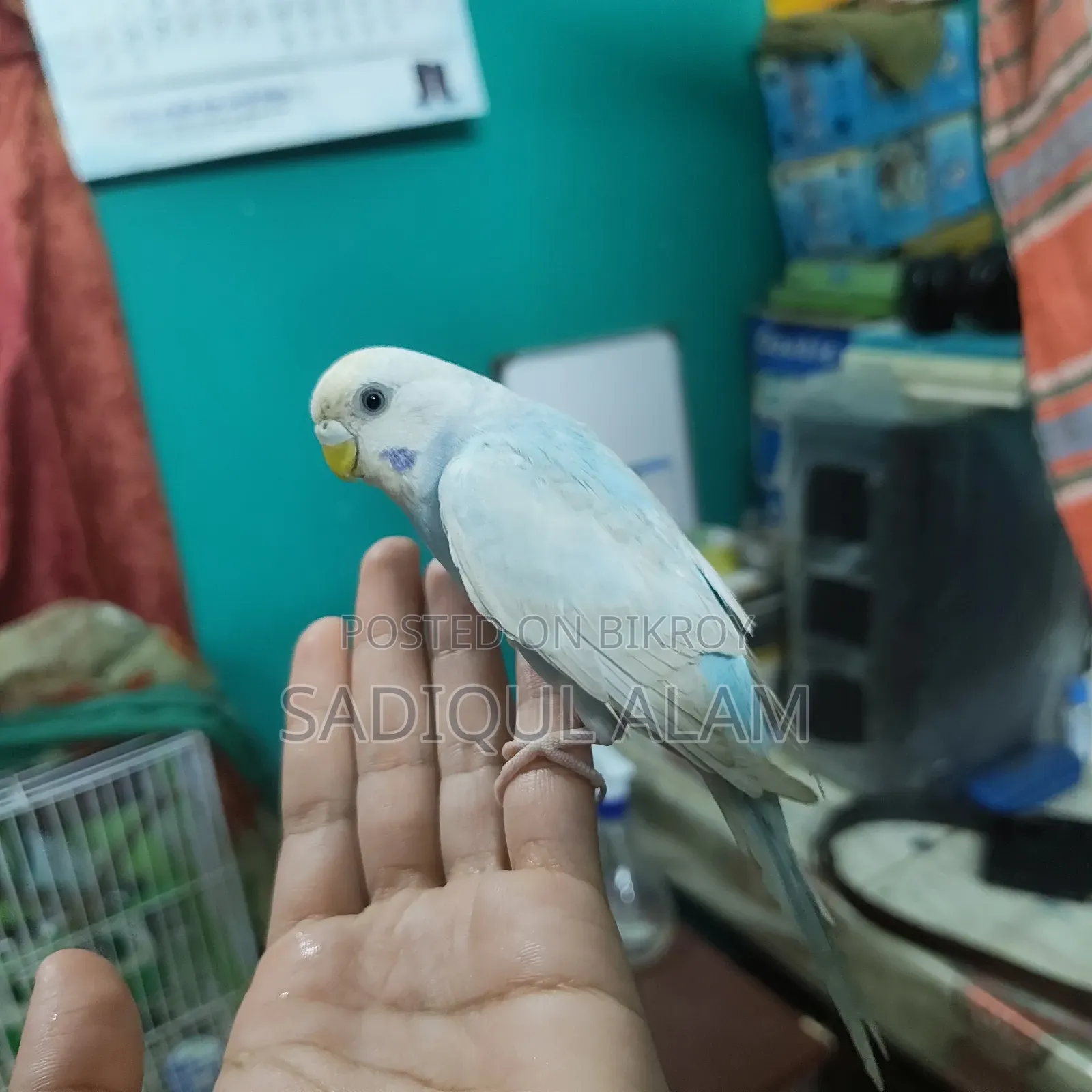 Budgerigar Bird Male