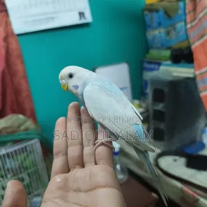 Budgerigar Bird Male