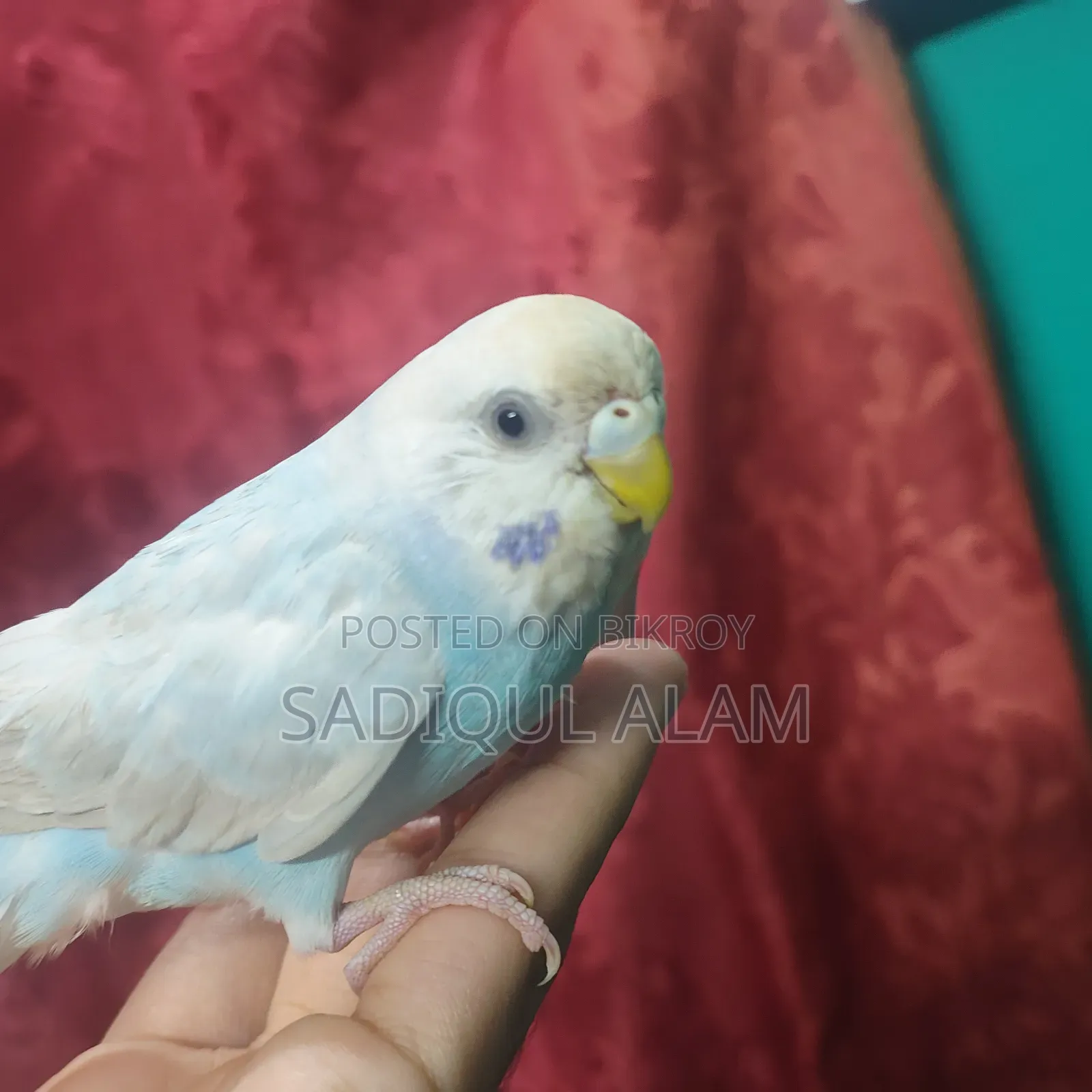 Budgerigar Bird Male