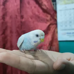 Budgerigar Bird Male