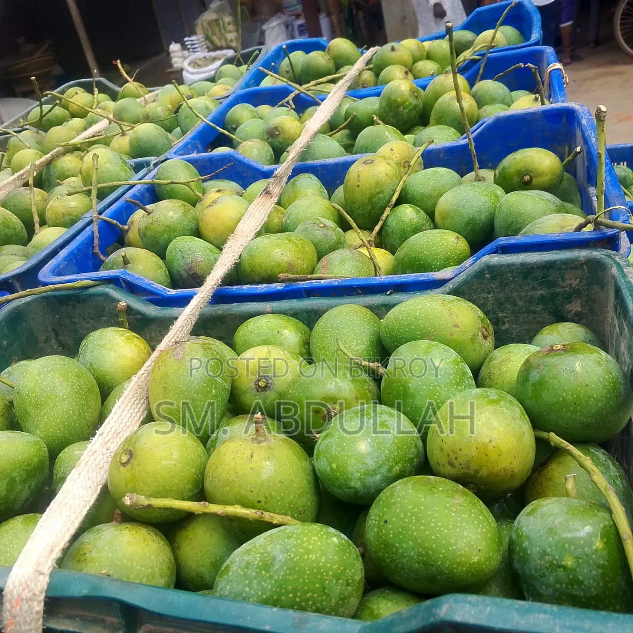 Gopalbhog Mango