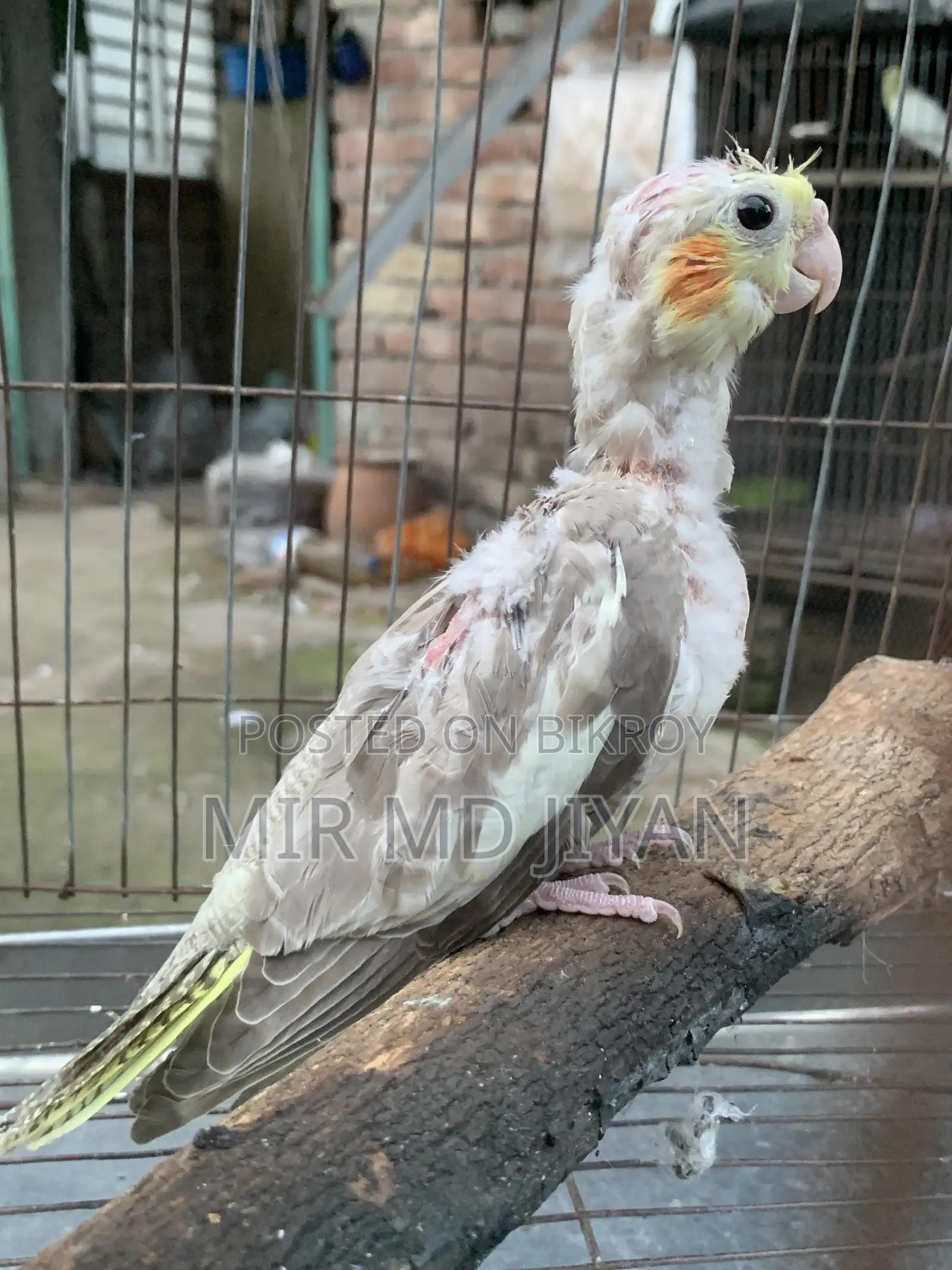 ককাটেল হ্যান্ড ফিড বেবি