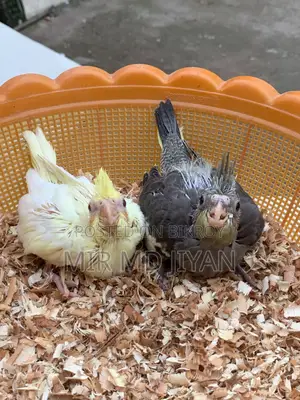 ককাটেল হ্যান্ড ফিড বেবি