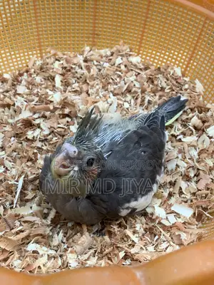 ককাটেল হ্যান্ড ফিড বেবি