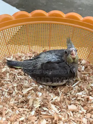 ককাটেল হ্যান্ড ফিড বেবি