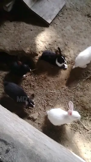 6 Rabbit Kits for Sale