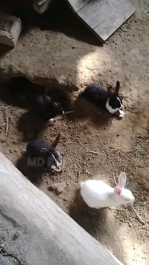 6 Rabbit Kits for Sale