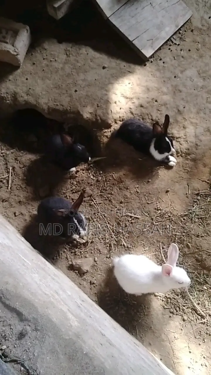 6 Rabbit Kits for Sale