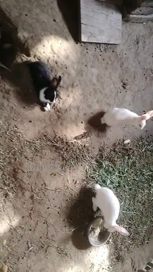 6 Rabbit Kits for Sale