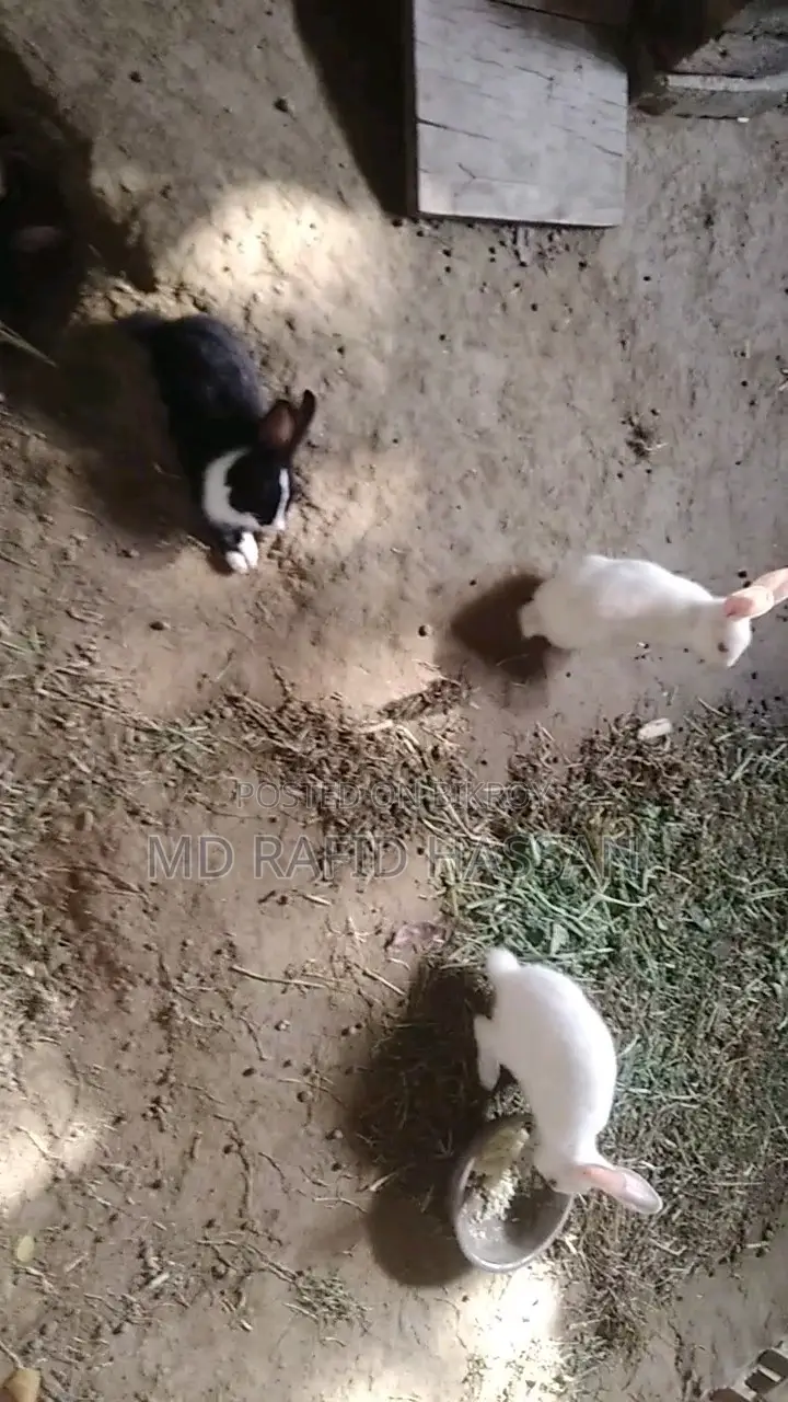 6 Rabbit Kits for Sale