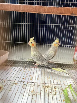 Cocktail Pigeons