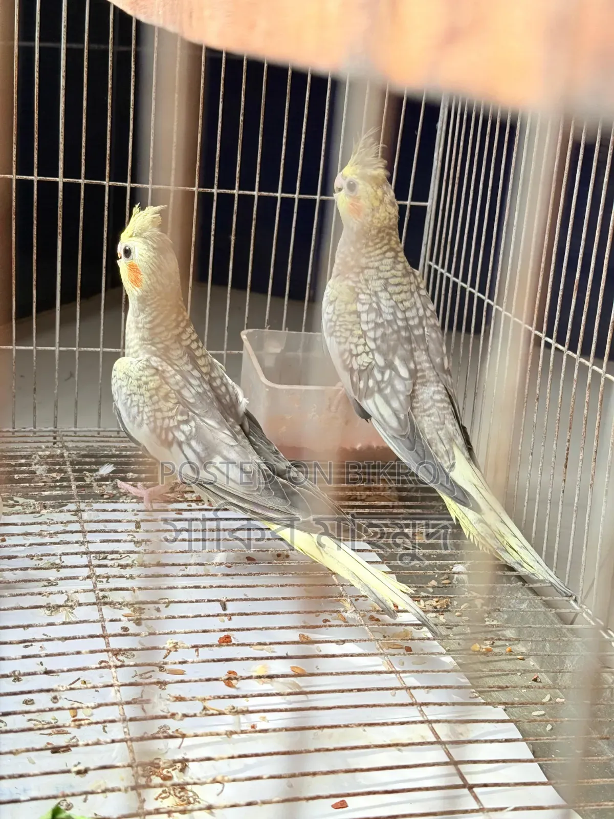 Cocktail Pigeons