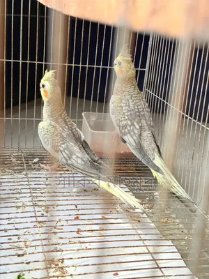 Cocktail Pigeons