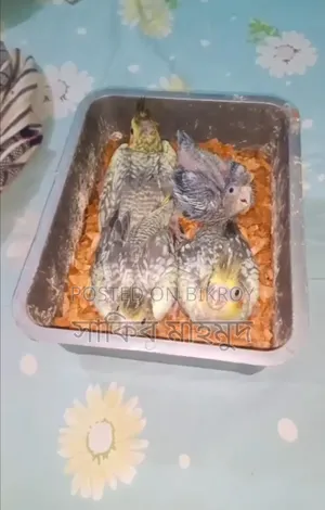 Cocktail Pigeons