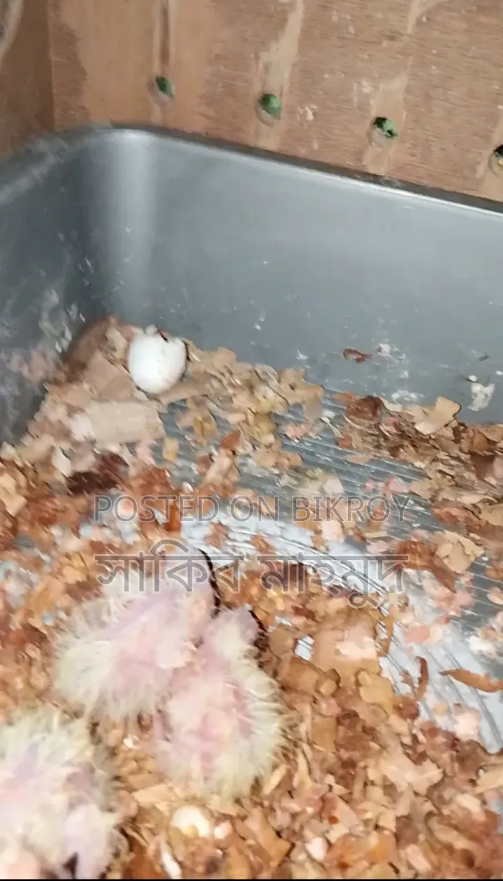Cocktail Pigeons