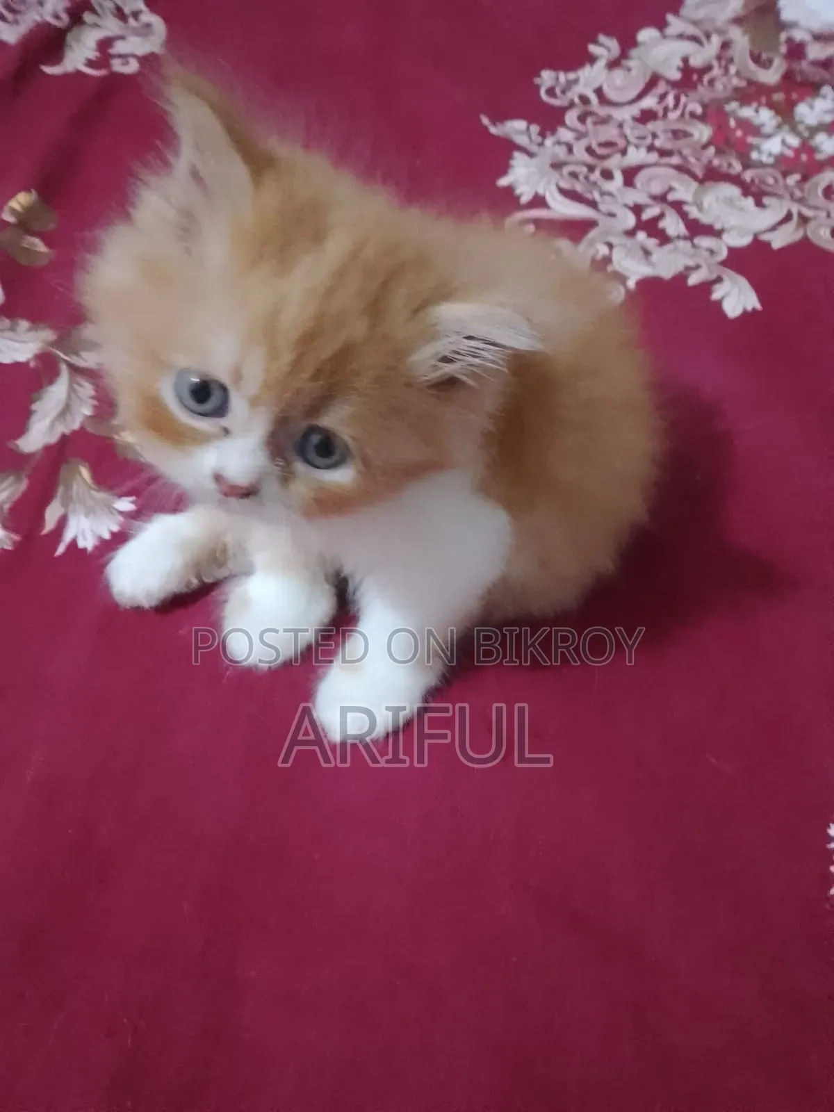 0-1 Month Male Purebred Chinese Li Hua