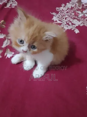 0-1 Month Male Purebred Chinese Li Hua