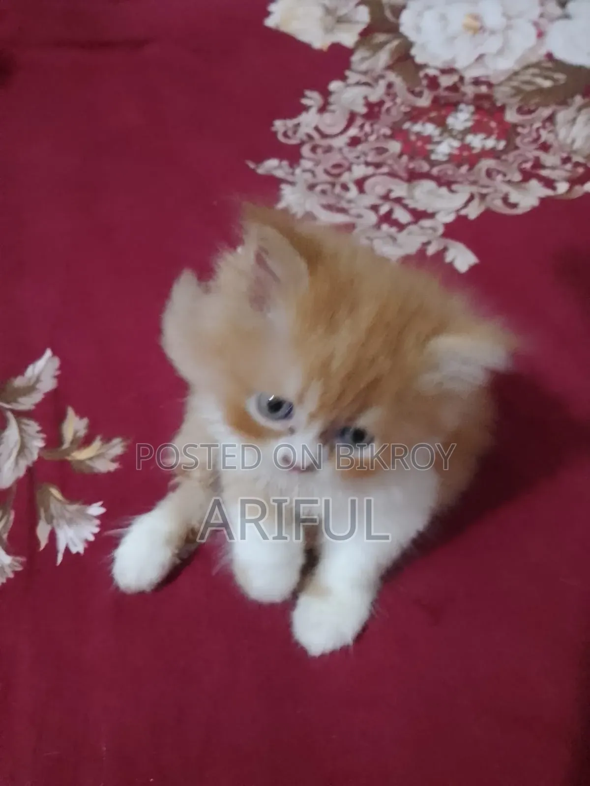 0-1 Month Male Purebred Chinese Li Hua