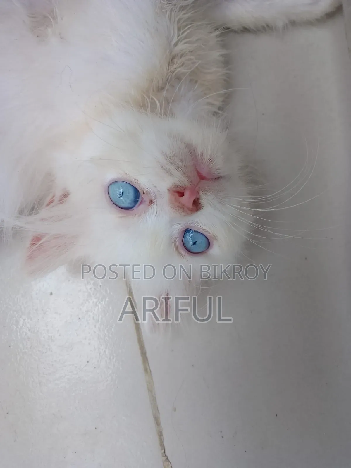 0-1 Month Male Purebred Chinese Li Hua