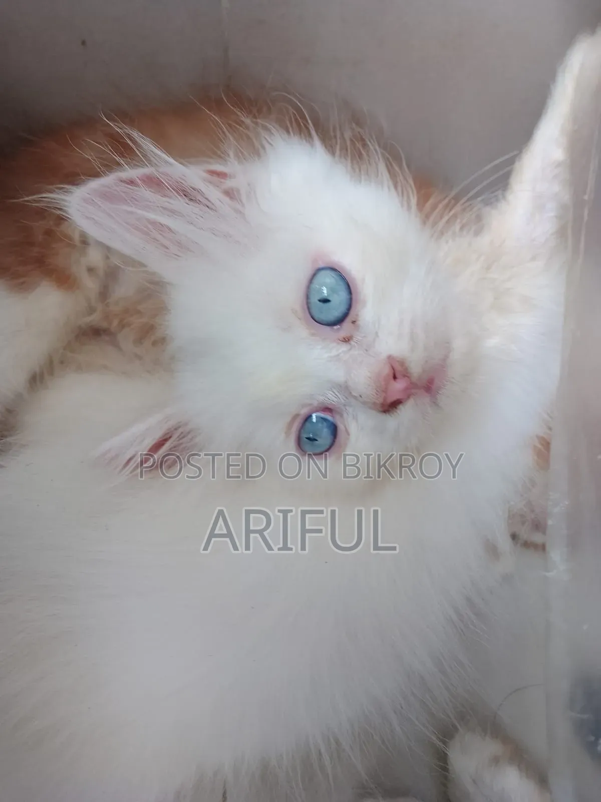 0-1 Month Male Purebred Chinese Li Hua