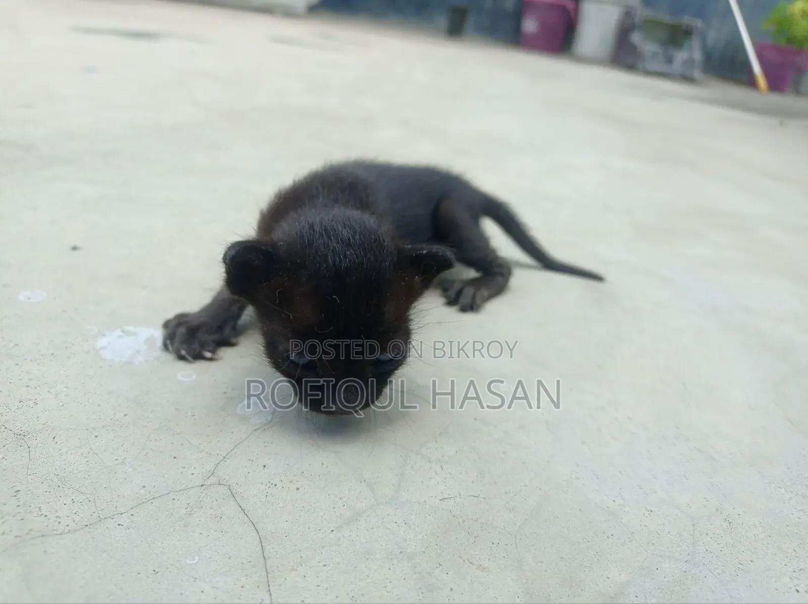 0-1 Month Female Purebred Bengal