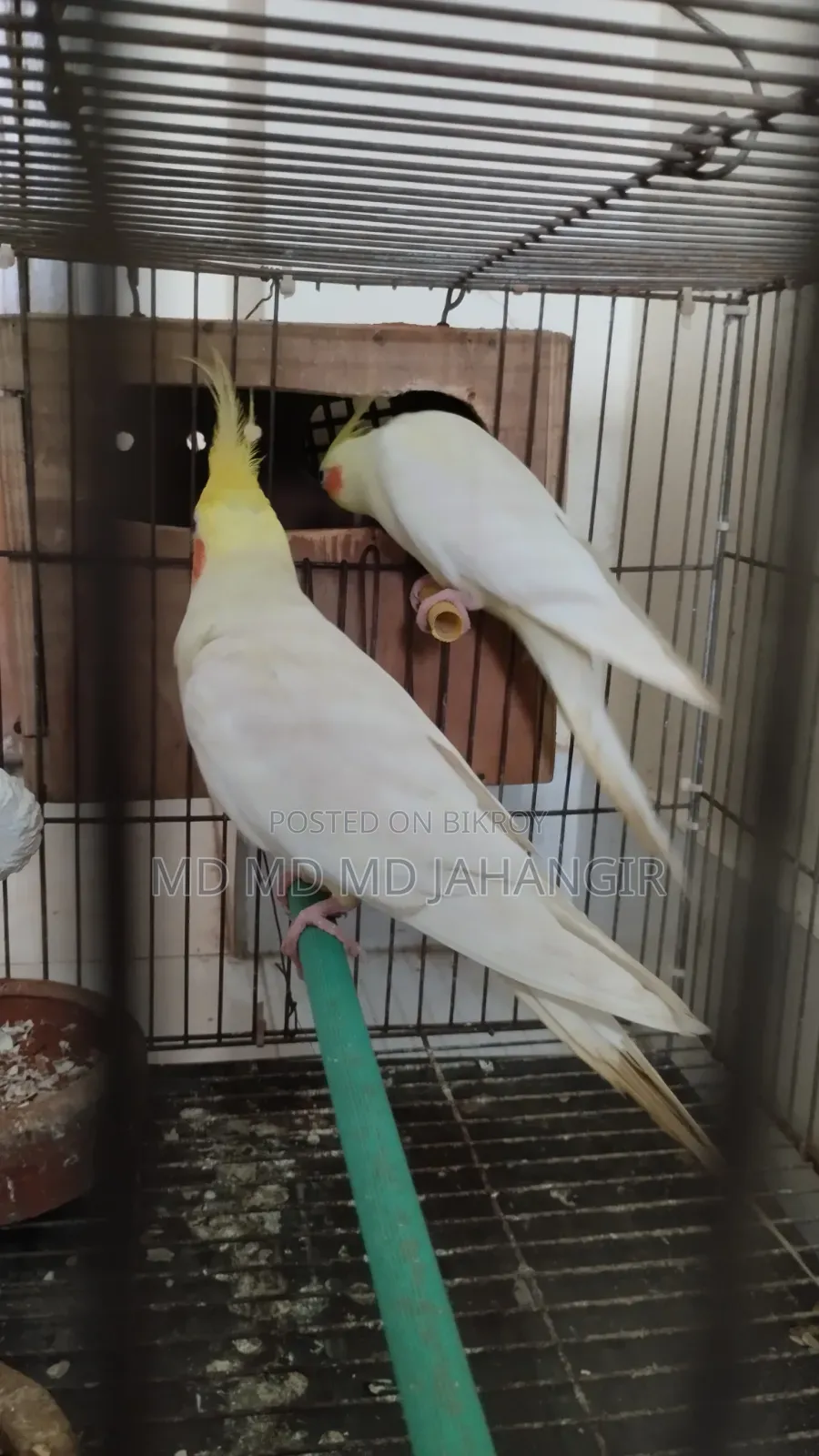 Cockatiel Bird