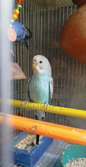 Budgerigar Bird