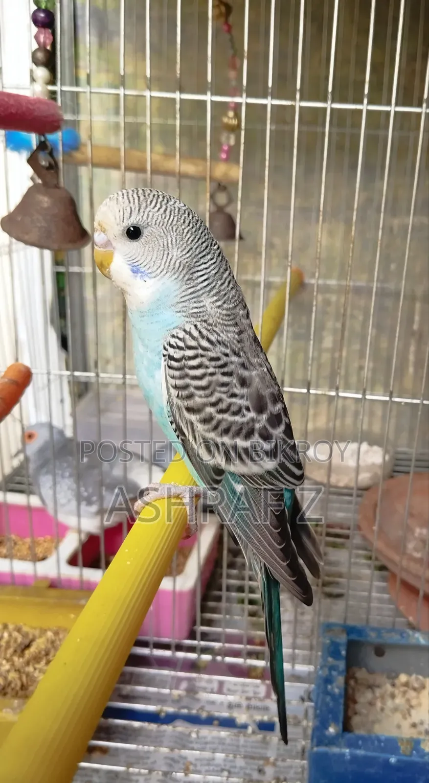 Budgerigar Bird