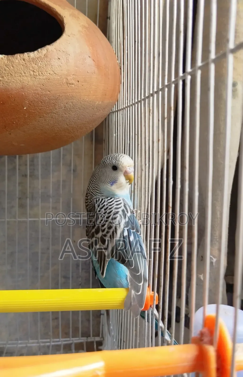 Budgerigar Bird
