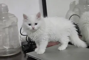 ১-৩ মাস বয়সী ফিমেল পিওরব্রেড পার্সিয়ান