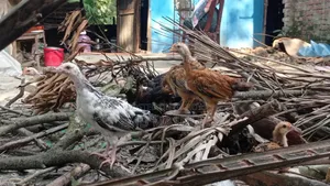 দেশি মুরগির বাচ্চা