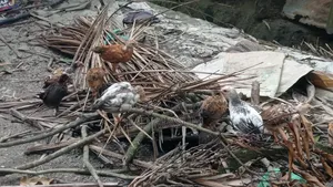 দেশি মুরগির বাচ্চা