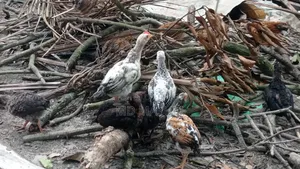 দেশি মুরগির বাচ্চা