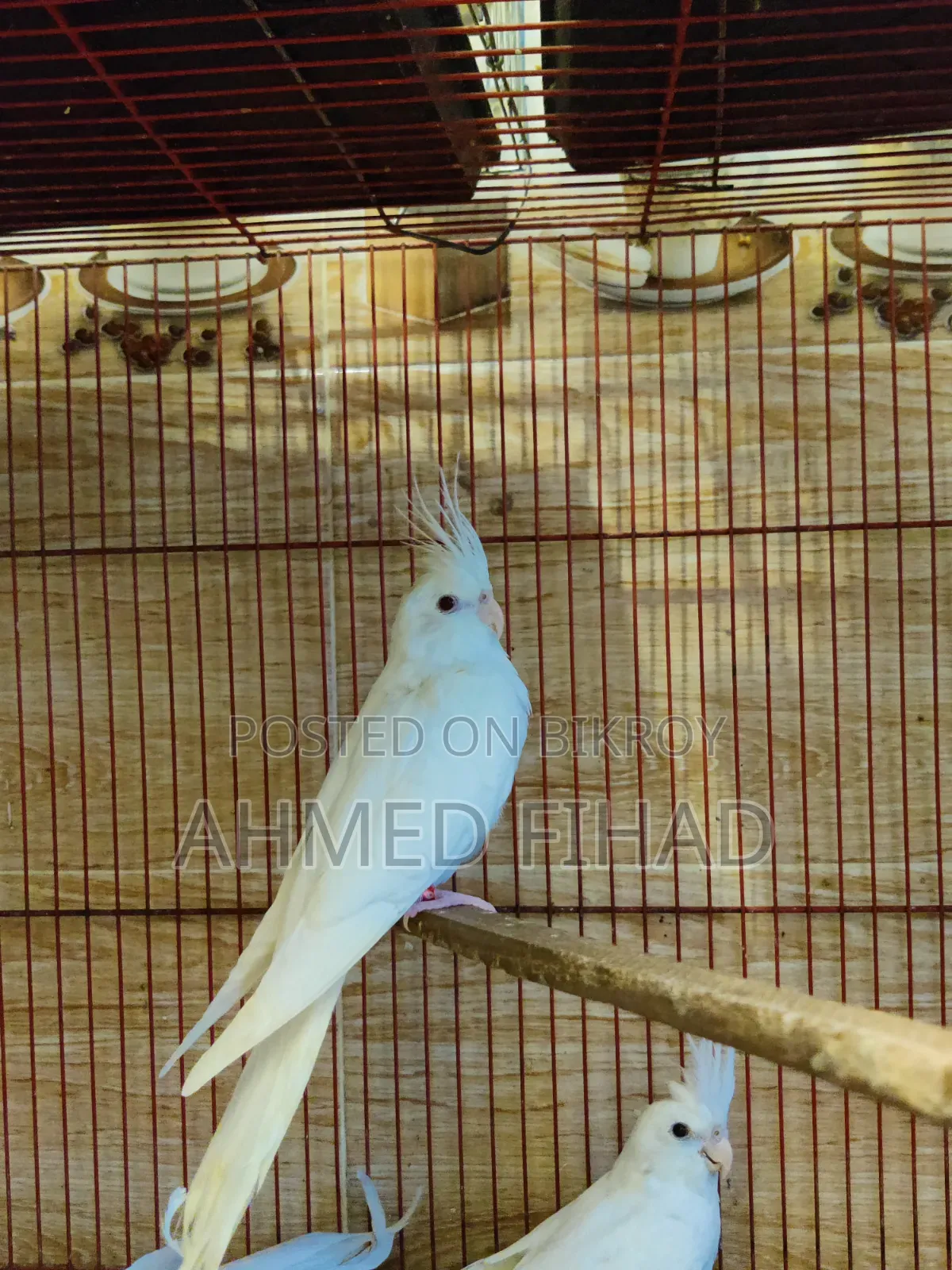 Cockatiel Baby