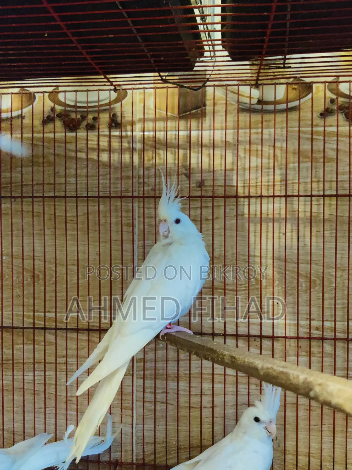 Cockatiel Baby